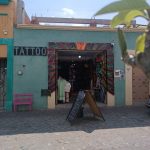 Mandrágora | Oaxaca México